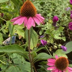 Echinacea purpurea 'Prairy Splendor'
