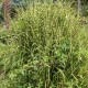 Miscanthus sinensis 'Gold Bar'