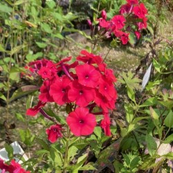 Phlox paniculata 'Red riding hood'