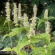 Agastache foeniculum 'Album'