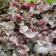 Heuchera ‘Obsidian’