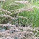 Stipa calamagrostis 'Algau'