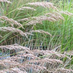 Stipa calamagrostis 'Algau'