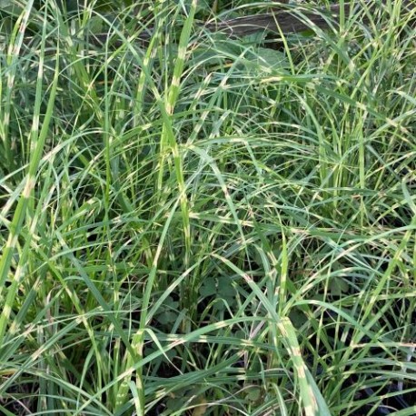 Miscanthus sinensis 'Little Zebra'