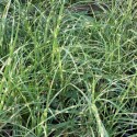 Miscanthus sinensis 'Little Zebra'