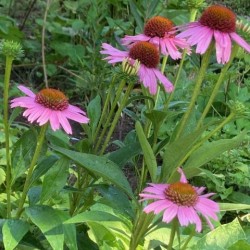 Echinacea 'Meditation Pink'