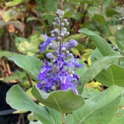 Vitex x 'Chicagoland Blues' Daniel Searle
