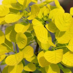 Cotinus coggygria 'Golden Lady'