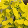 Cotinus coggygria 'Golden Lady'