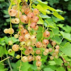 Ribes rubrum 'Gloire des Sablons'