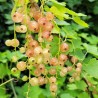 Ribes rubrum 'Gloire des Sablons'