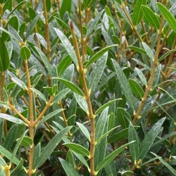 Phillyrea angustifolia