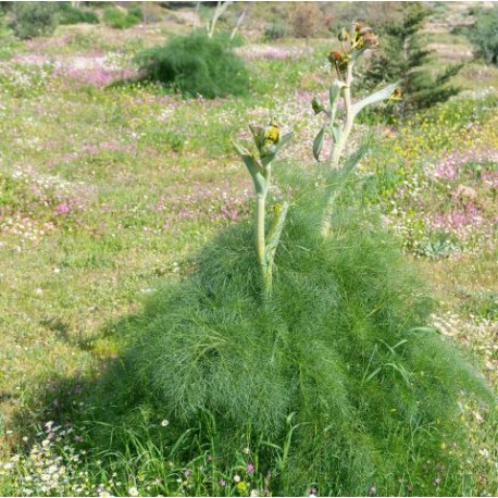 Ferula communis
