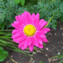 Tanacetum coccineum 'Brenda'