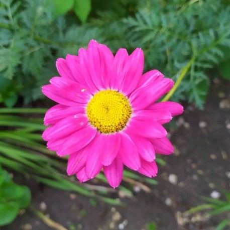 Tanacetum coccineum 'Brenda'