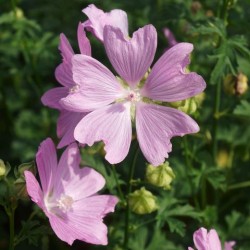 Malva moschata 'Apple Blossom'