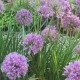 Allium tuberosum 'Iden Croft'