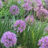Allium tuberosum 'Iden Croft'