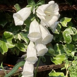 Digitalis purpurea 'Monstrosa alba'