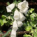 Digitalis purpurea 'Monstrosa alba'