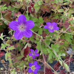 Geranium wlassovianum 'Crug farm form'