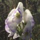Aconitum carmichaelii 'Cloudy'