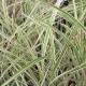 Miscanthus sinensis 'Variegatus'
