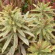 Euphorbia  'Ascot Rainbow'