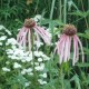 Echinacea pallida 'Hula Dancer'