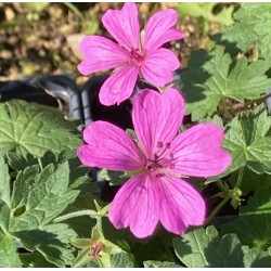 Geranium 'Elworthy Eyecatcher'