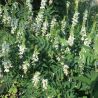 Galega officinalis 'Alba'