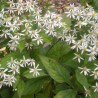 Aster divaricatus