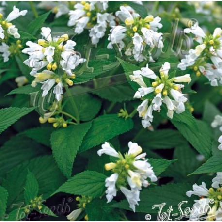 Nepeta subsessilis 'White Dreams'