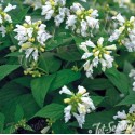 Nepeta subsessilis 'White Dreams'