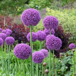 Allium 'Gladiator'
