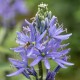Camassia leichtlinii 'caerulea'