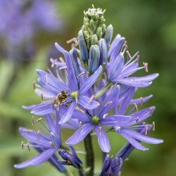 Camassia leichtlinii 'caerulea'