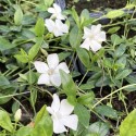 Vinca minor 'Gertrude Jekyll'