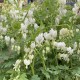 Lamprocapnos spectabilis 'Alba'