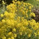 Alyssum saxatilis