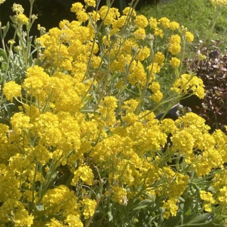 Alyssum saxatilis