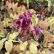 Epimedium grandiflorum  'Rose Queen'
