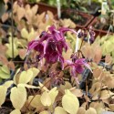 Epimedium grandiflorum  'Rose Queen'