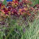 Euphorbia 'Blackbird'