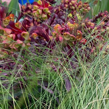 Euphorbia 'Blackbird'