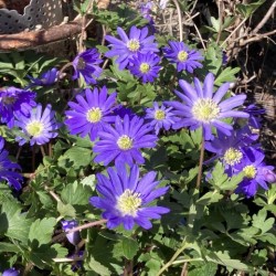 Anemone blanda