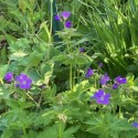 Geranium sylvaticum 'Mayflower'