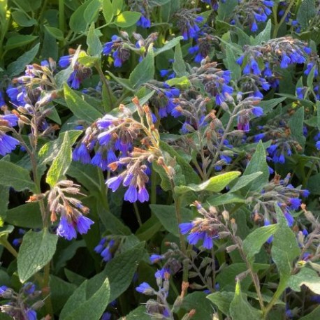 Symphytum caucasicum