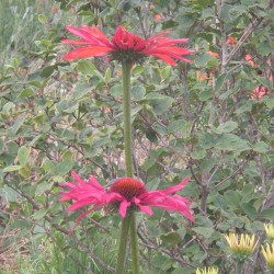 Echinacea 'Red Effect'