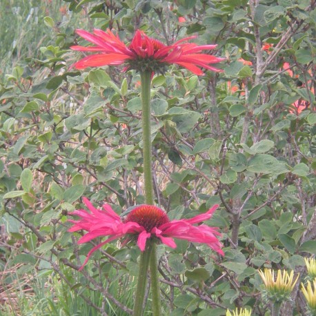 Echinacea 'Red Effect'